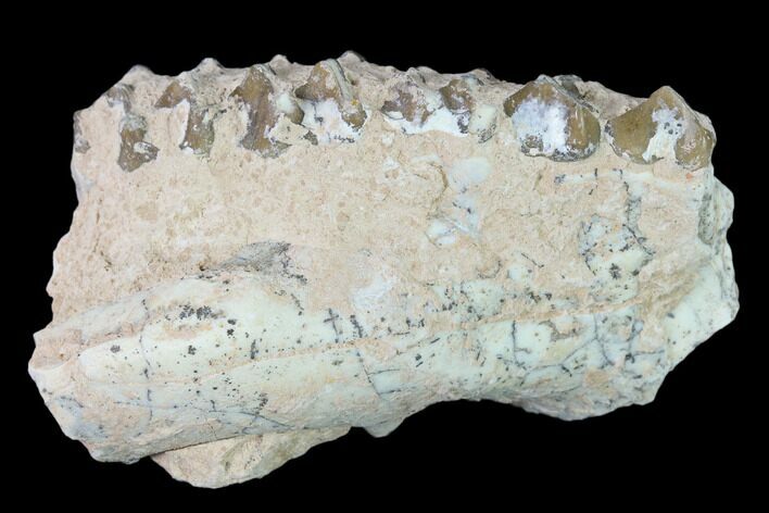 Unprepared, Oreodont (Merycoidodon) Jaw Section - South Dakota #136041